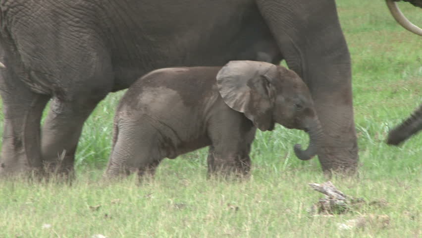 baby elephant tries to drink but interrupted by sister
