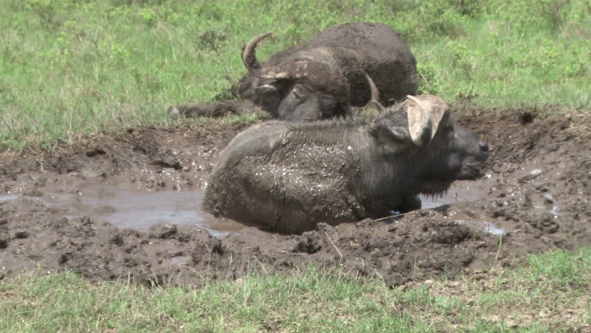 Bufallos wallowing in the mud.
