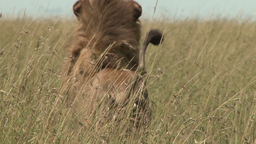 a lion walks away from the camera in tall grass
