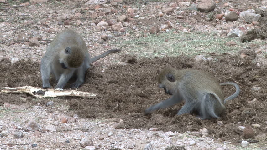 two vervet monkeys digging dung for food
