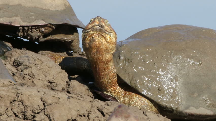 Portrait of a helmeted terrapins (Pelomedusa subrufa) resting at the water edge, southern Africa