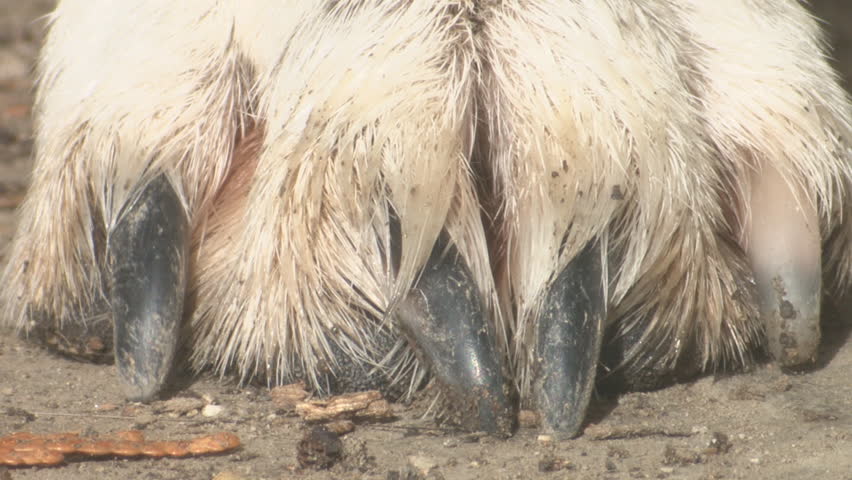A close up view of a dogs foot