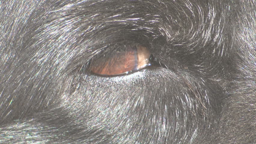 A close up view of a dogs eye