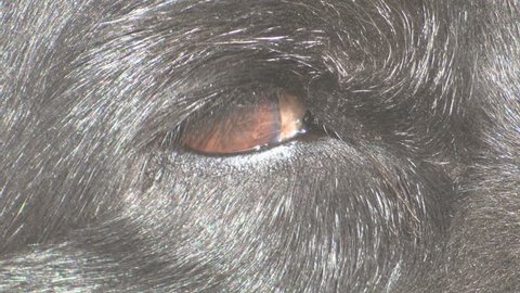 rare black coyote georgia Stock Footage Video (100% Royalty-free