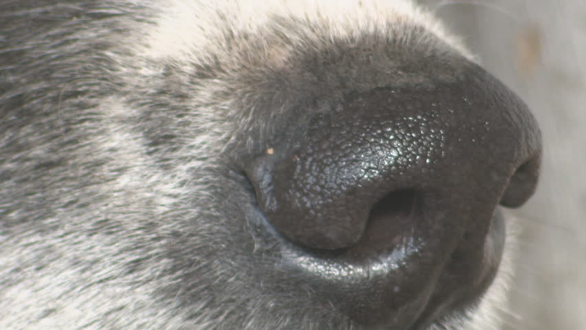 A close up view of a dogs nose