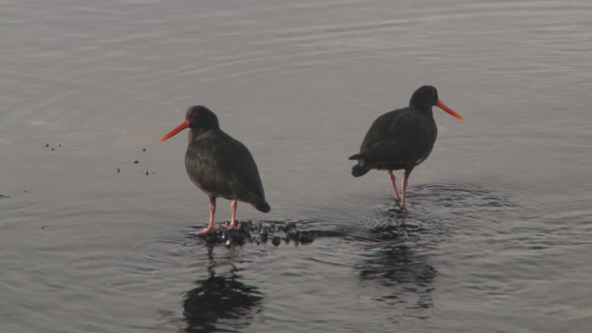 Two birds(Oyster Catchers) standing in an estuary. 