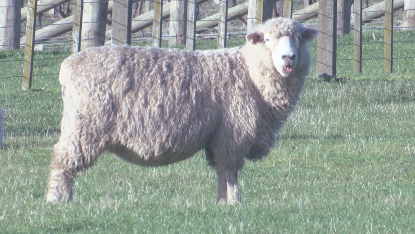 A sheep in a grassy field.