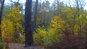 In the autumn wood. Aerial clip - Powered by Shutterstock - Get 15% off with code: PIKWIZARD15