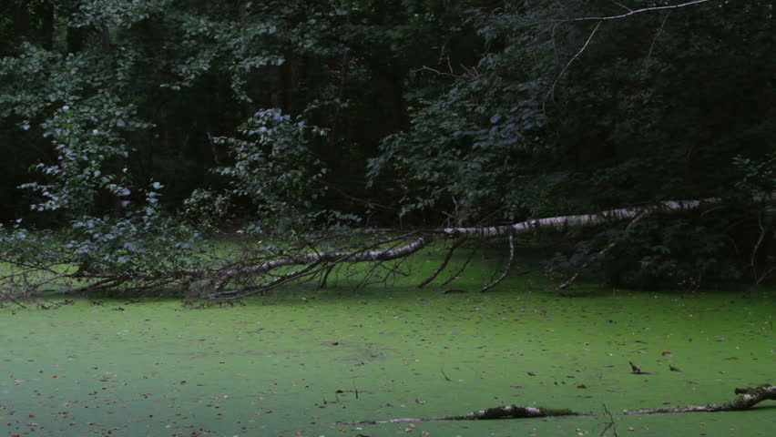splash in the swamp, a fallen birch tree in the swamp 