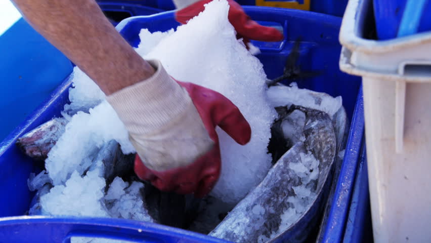 22 Australian fish chips Stock Video Footage - 4K and HD Video Clips