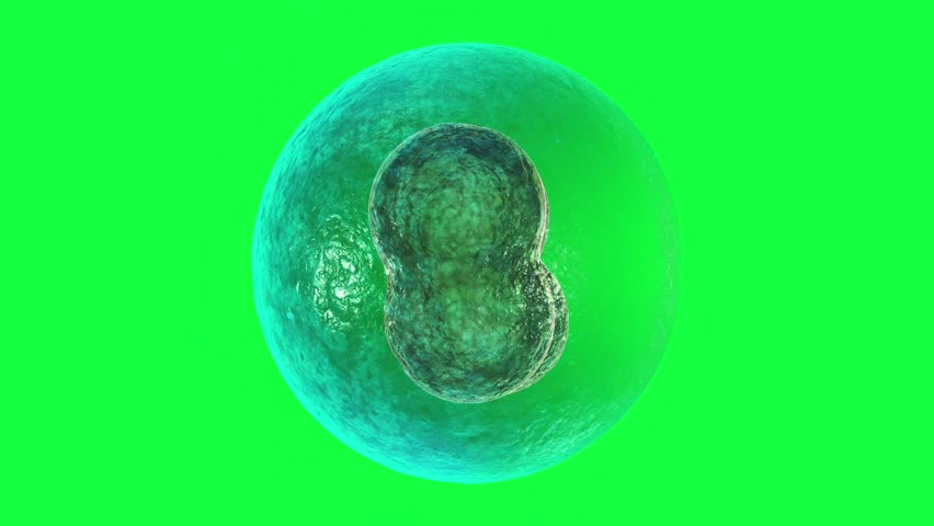 cell division on a green background