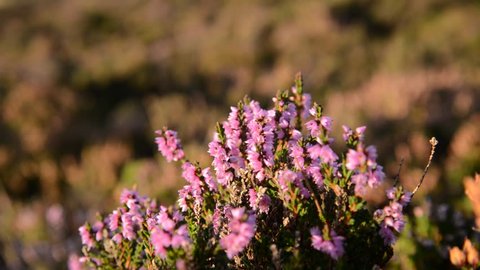 heather blooming in scotland