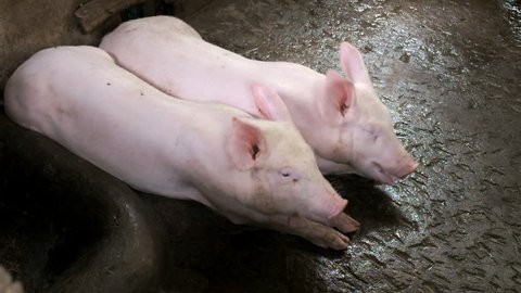 Two Pigs Lying Together on a Hog Pen Floor 