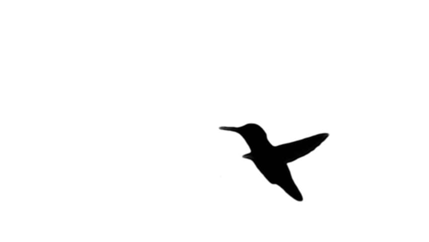 silhouette of a flying hummingbird on a white background