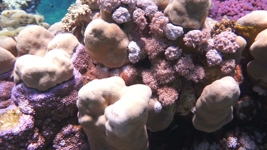 Coral and fish in the Red Sea, Egypt