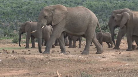 Parade of Elephants in their natural habitat