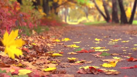 Autumn Leaves Falling in autumnal Park. Fall. Slow Motion Dolly shot 240 fps
