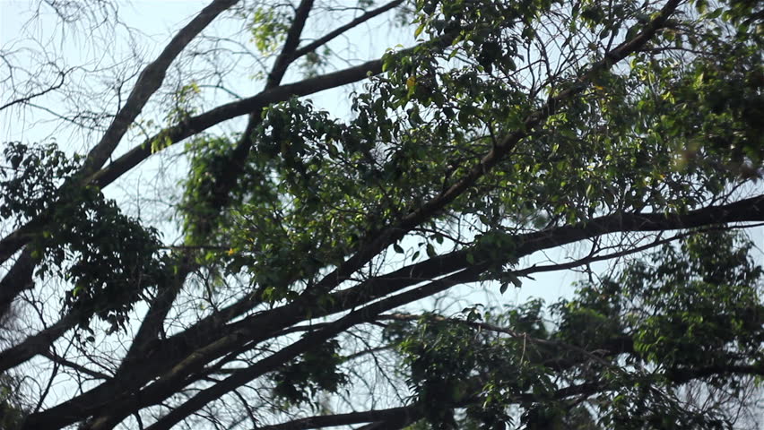 A view of the Brigadeiro Faria Lima Street of Sao Paulo - Brazil 2013