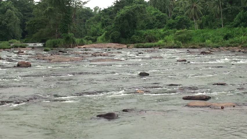 Elephant is bathing in Maha Oya river. Sri Lanka.