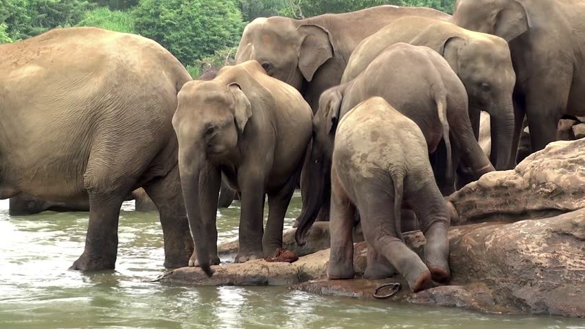 Herd of elephants is bathing in Maha Oya river. Sri Lanka.
