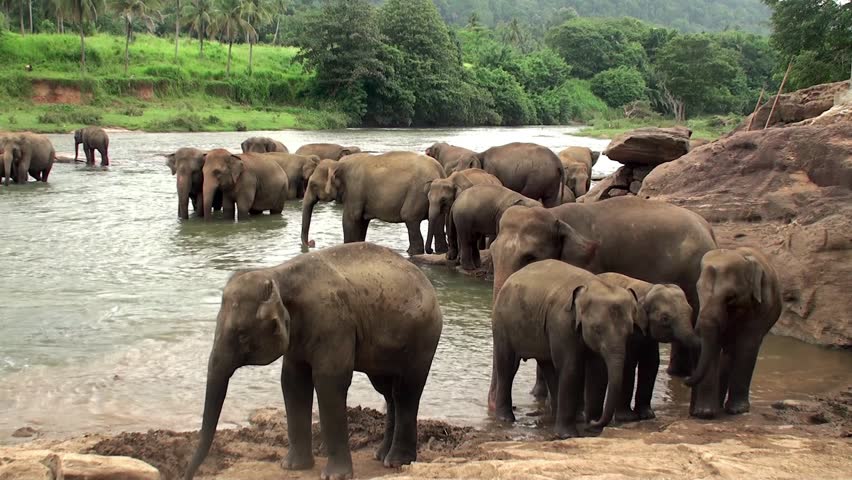 Herd of elephants is bathing in Maha Oya river. Sri Lanka.
