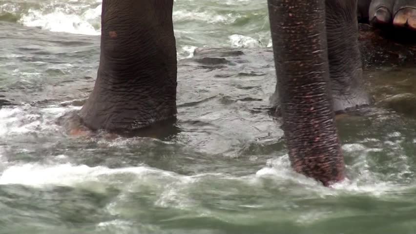 Elephant is bathing in Maha Oya river. Sri Lanka.
