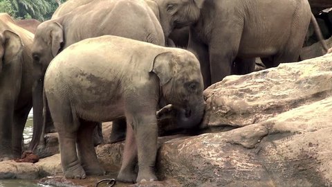 Elephant babies are bathing & playing in Maha Oya river. Sri Lanka.