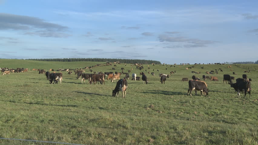 dairy cows grazing on paddocks of green grass.