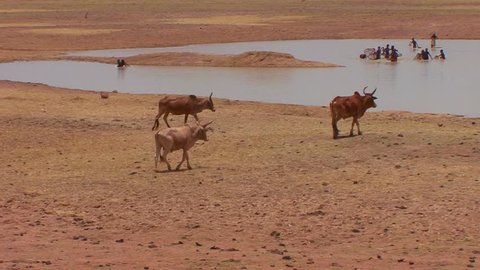 Cattle walk to a river to drink while children play in mali, Africa.