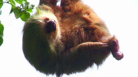 A sloth hangs from a tree in Costa Rica.
