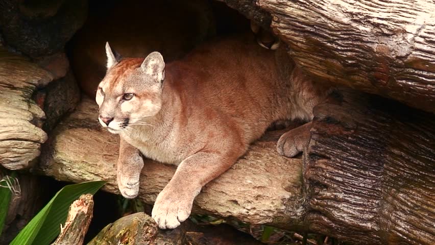 A Puma or Mountain Lion Stock Footage Video (100% Royalty-free) 4876274 |  Shutterstock
