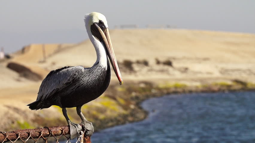 Pelican Taking Flight in 480fps
Location: Huntington Beach California
Source: Sony FS700
