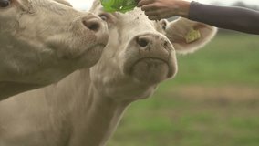 Two shots of a female hands feeding cows in slow motion at 200 fps. High definition video.
