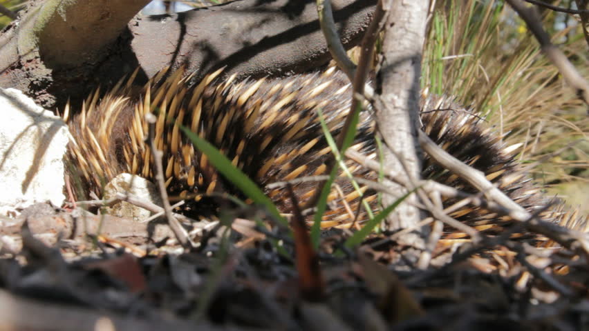  Echidna  Australian Egg  laying Monotreme Stock Footage 