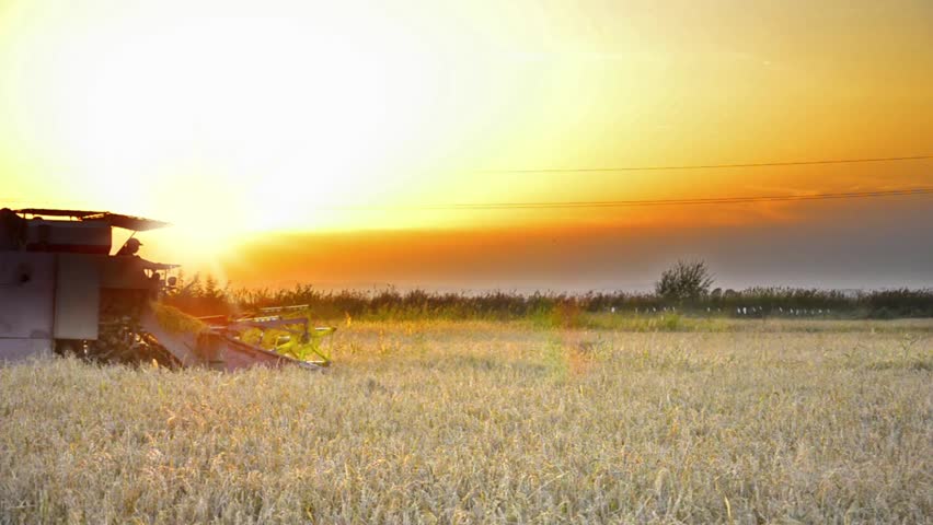 Harvesting at sunset - Stock Video. Combine collecting the crops