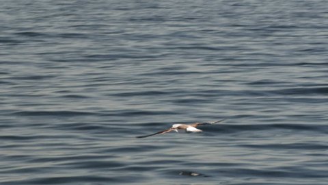 panning shot of a shy albatross flying close to the ocean surface