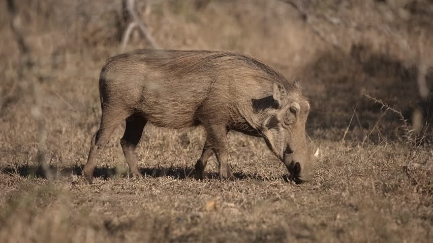 Medium Angle Of Warthog Eating Stock Footage Video (100% Royalty-free 