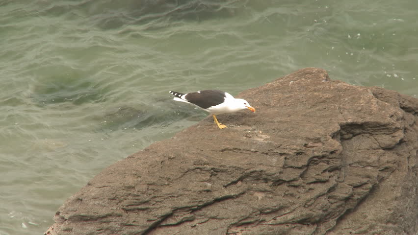 Seagull feeding on a shellfish.