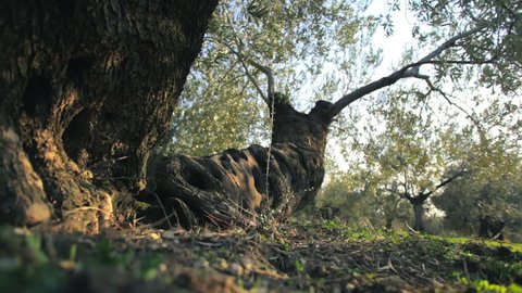 OliveTree Plantation. Olive trees in the plantation. Original Professional Full HD Shot; High Definition Footage