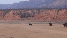 African Elephants walking in a dry riverbed