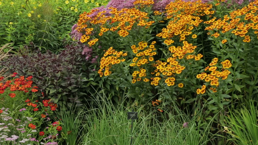 Prairie Style Perennial Garden Flower Stock Footage Video