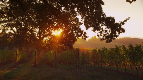 Early morning sun shines through oak tree at vineyard 