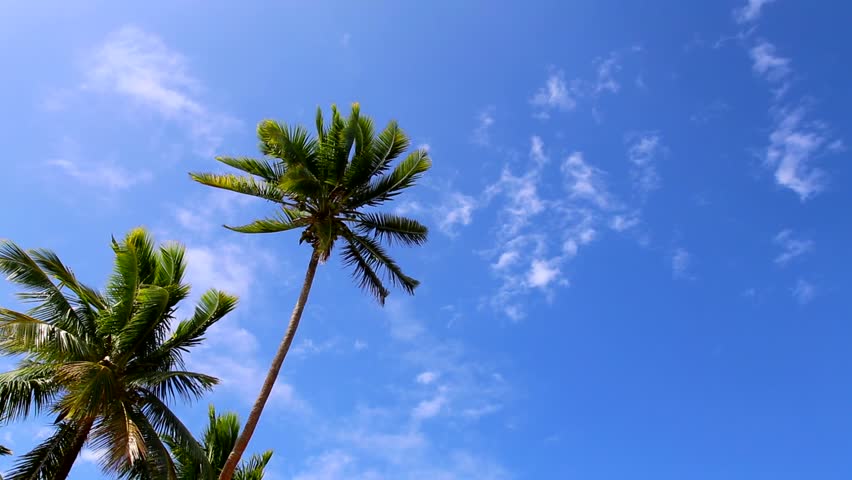 Tropical Background With Blue Sky Stock Footage Video 100 Royalty Free Shutterstock