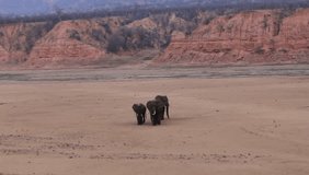 African Elephants walking across dry river bed