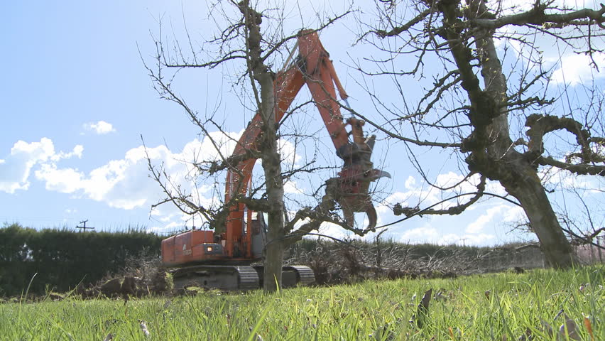 Apple trees being removed by heavy machinery