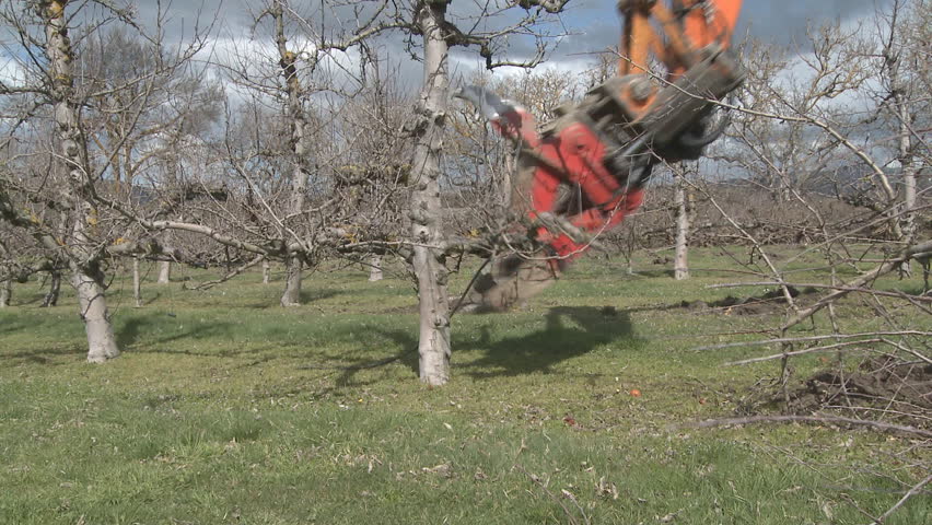 Apple trees being removed by heavy machinery