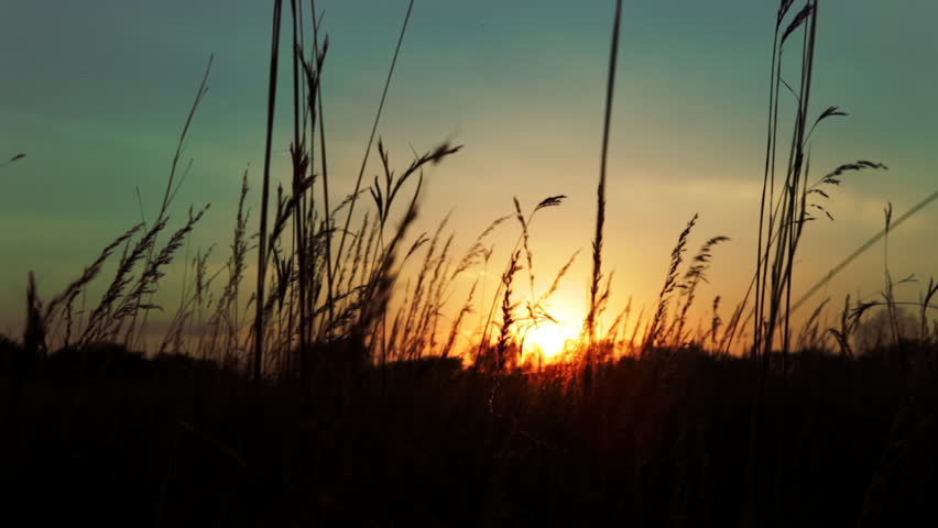 Tall prairie grass sways in the breeze, silhouetted in front of a setting sun and brilliant sunset sky. Cherokee Marsh, Madison, Wisconsin, Midwest USA.