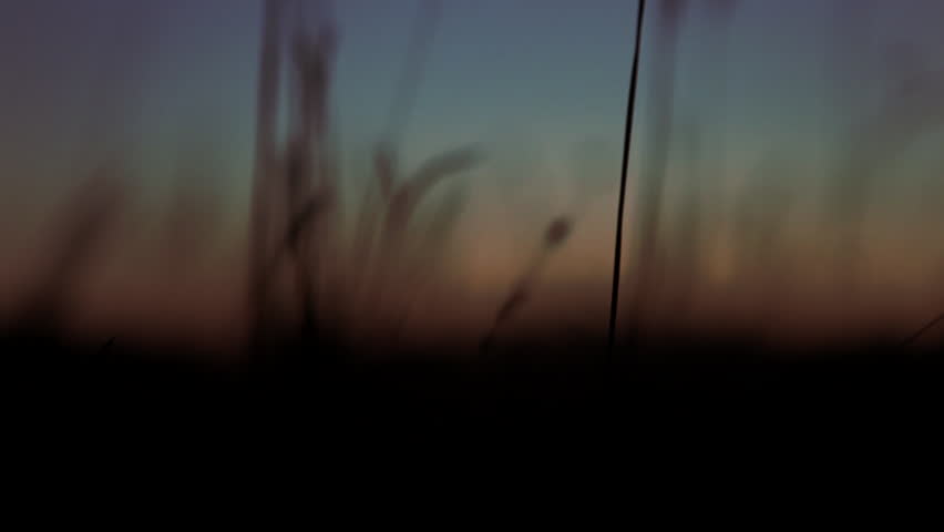 Rack focus on tall prairie grass swaying in the breeze, silhouetted in front of a setting sun and brilliant sunset sky. Cherokee Marsh, Madison, Wisconsin, Midwest USA.