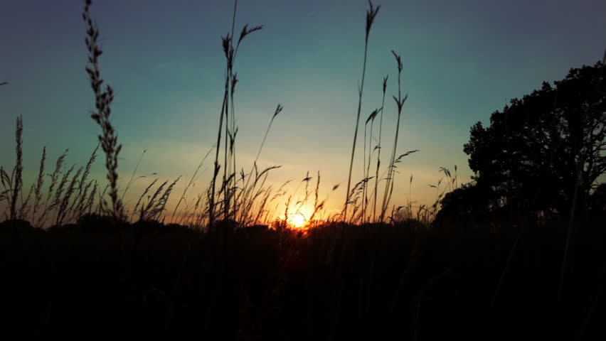 Tall prairie grass sways in the breeze, silhouetted in front of a setting sun and brilliant sunset sky. Cherokee Marsh, Madison, Wisconsin, Midwest USA.