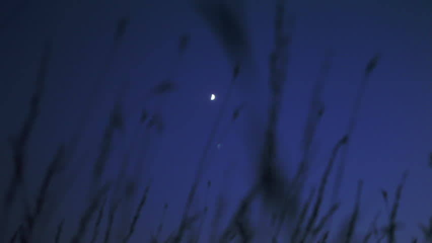 Tall prairie grass sways in the breeze, silhouetted in front of an indigo evening sky and half moon. Cherokee Marsh, Madison, Wisconsin, Midwest USA.